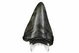 Bargain, Fossil Megalodon Tooth - South Carolina #172150-2